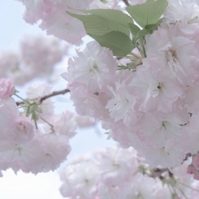 Furry插画风格打造兽圈群